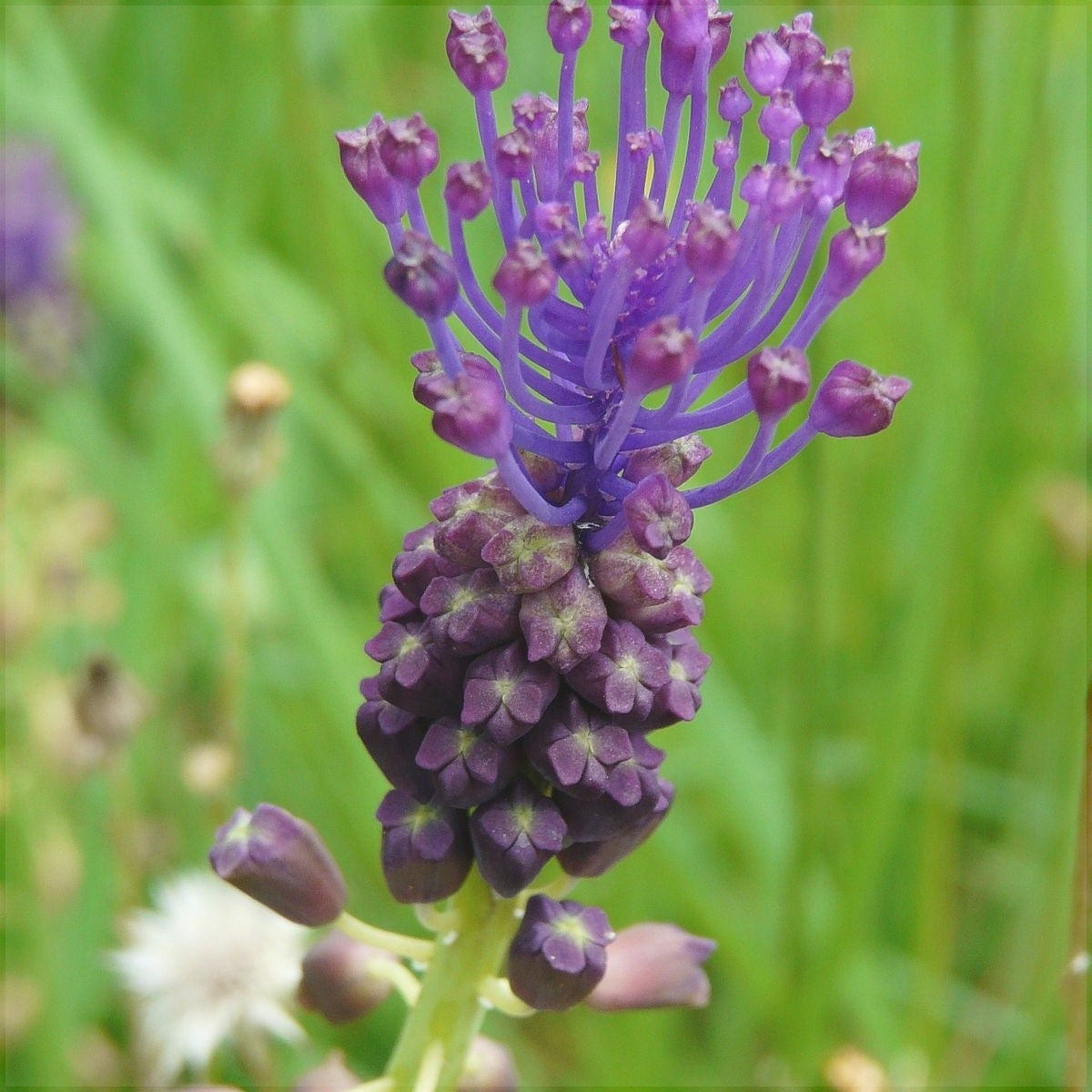 Bulbi de Muscari "Comosum", 5 Bucati