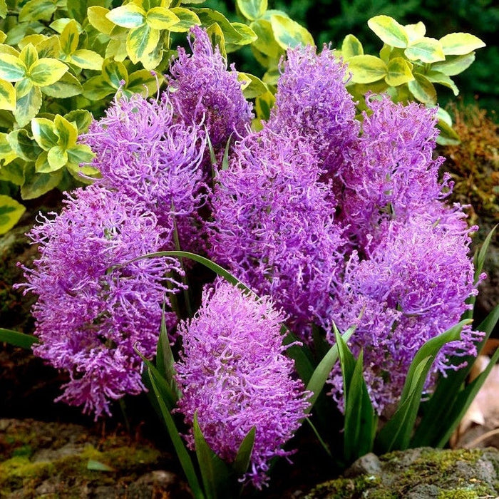 Bulbi de Muscari "Comosum Pink", 5 Bucati