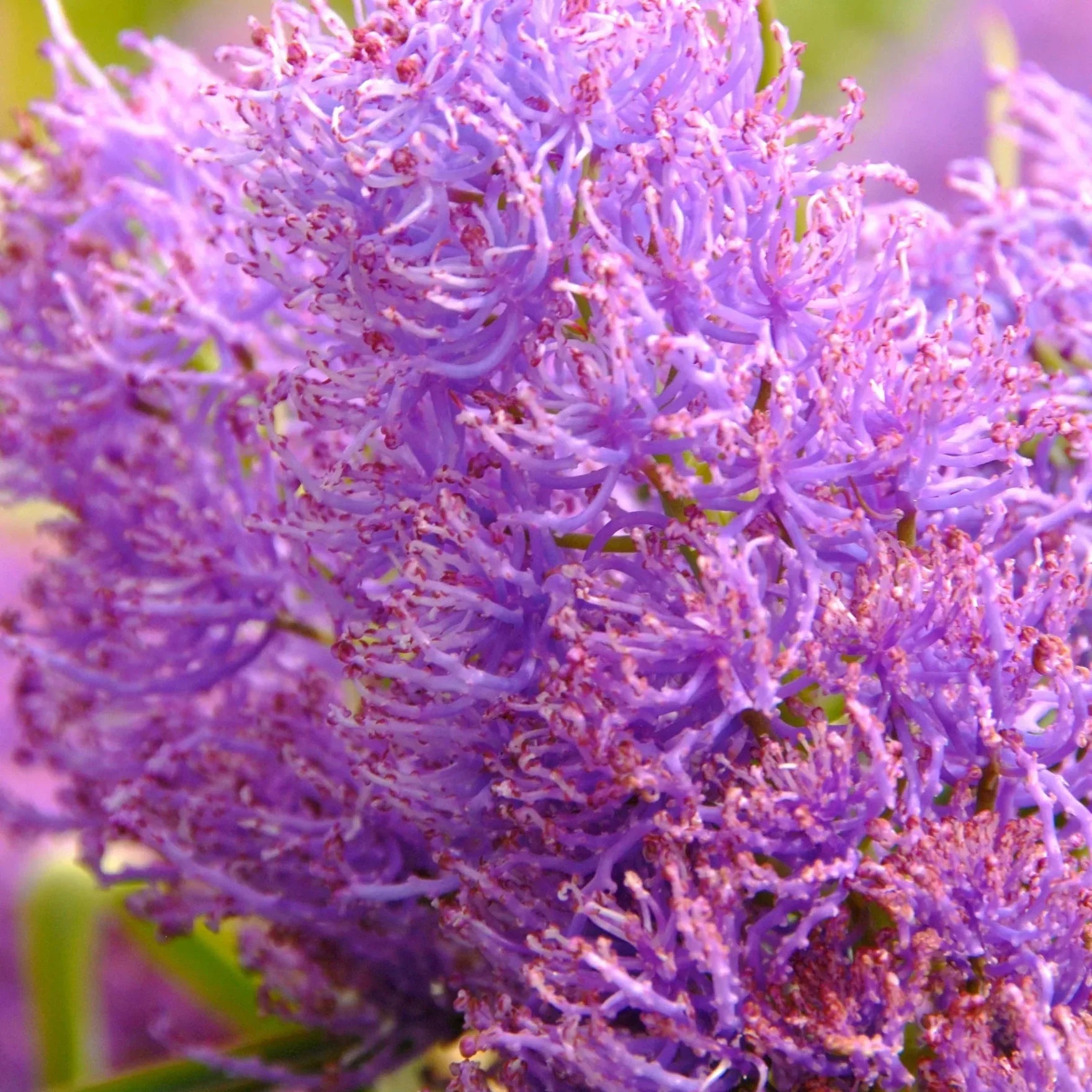 Bulbi de Muscari "Comosum Pink", 5 Bucati