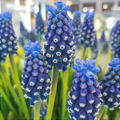 Bulbi-de-Muscari-Dark-Eye-5-Bucati-1 - Pepiniera României