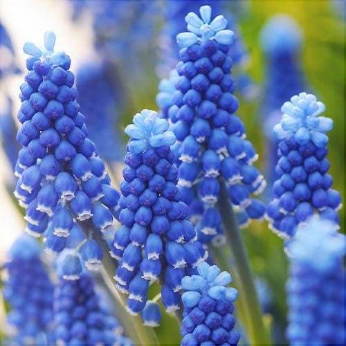 Bulbi-de-Muscari-Dark-Eye-5-Bucati-2 - Pepiniera României