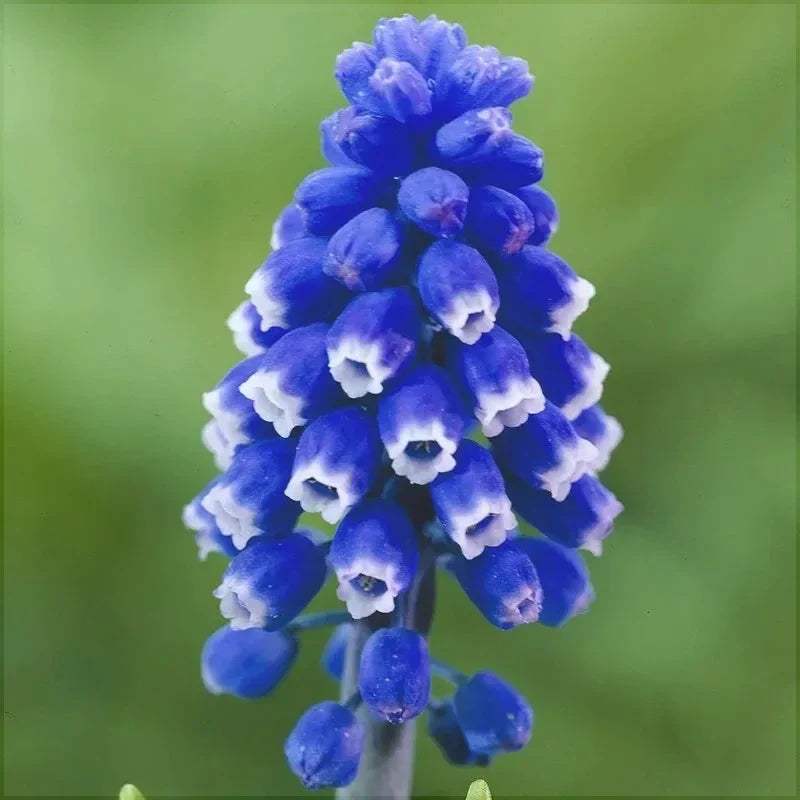 Bulbi-de-Muscari-Dark-Eye-5-Bucati-9 - Pepiniera României