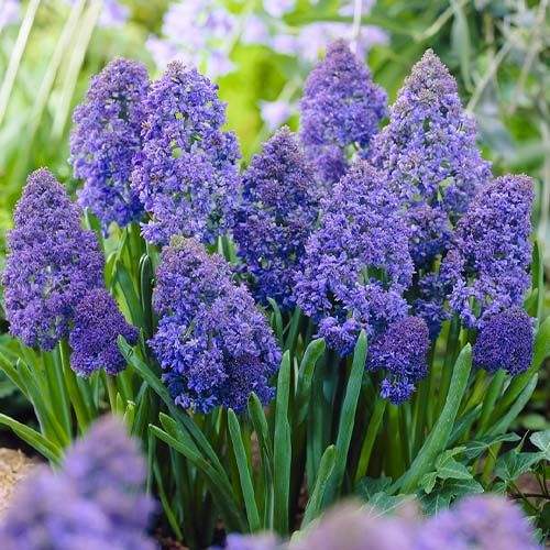 Bulbi-de-Muscari-Fantasy-Creation-5-Bucati-1 - Pepiniera României
