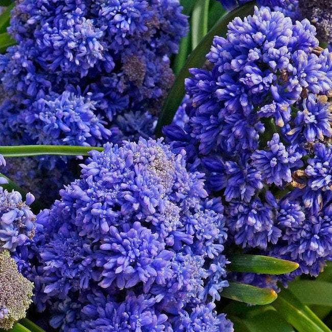 Bulbi-de-Muscari-Fantasy-Creation-5-Bucati-4 - Pepiniera României