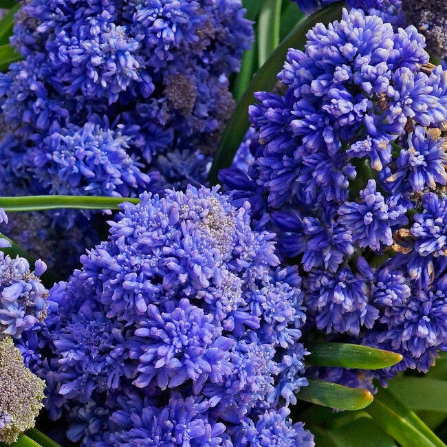 Bulbi de Muscari "Fantasy Creation", 5 Bucati