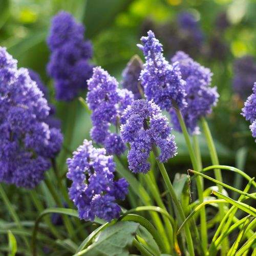 Bulbi-de-Muscari-Fantasy-Creation-5-Bucati-8 - Pepiniera României