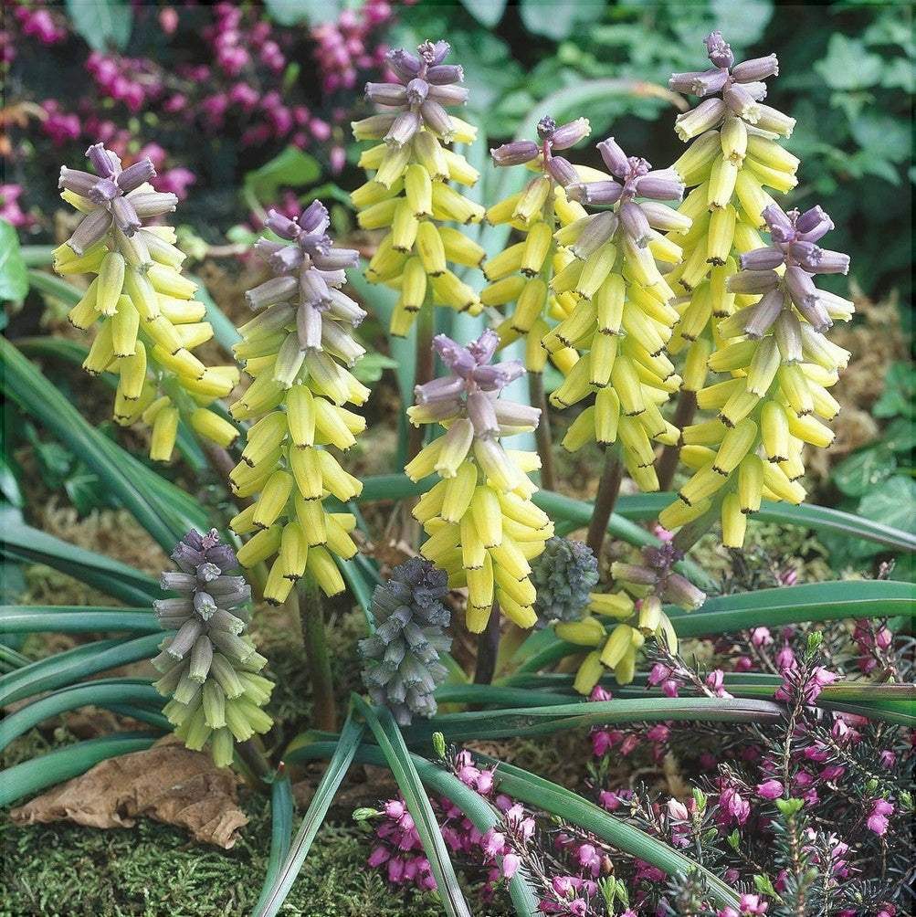 Bulbi-de-Muscari-Golden-Fragrance-5-Bucati-4 - Pepiniera României