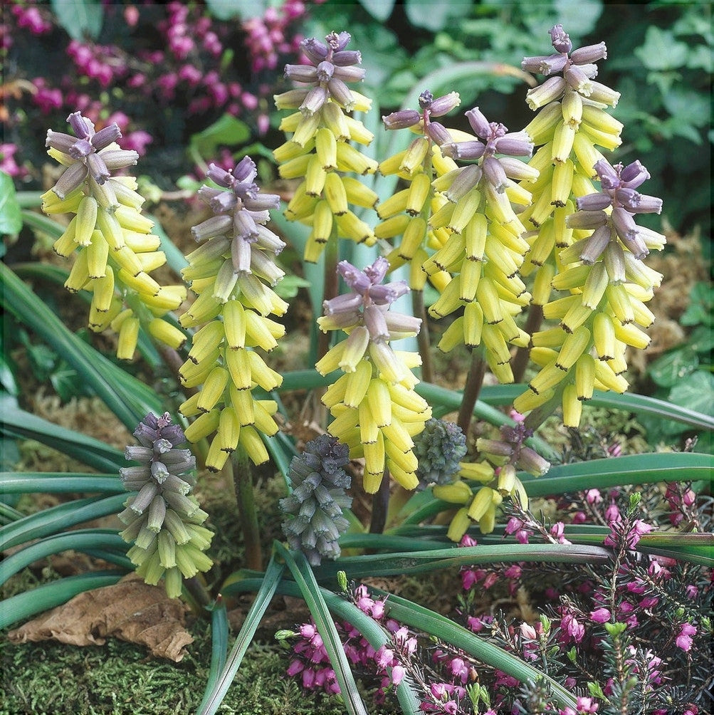 Bulbi de Muscari "Golden Fragrance", 5 Bucati