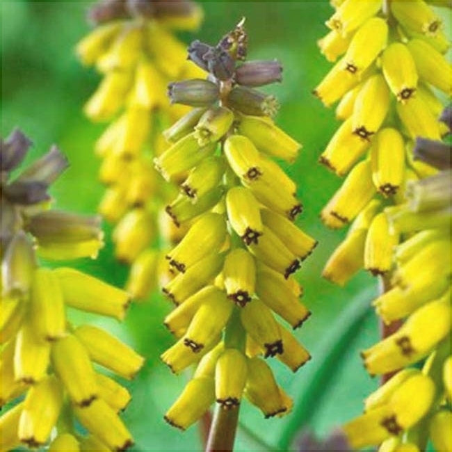 Bulbi de Muscari "Golden Fragrance", 5 Bucati