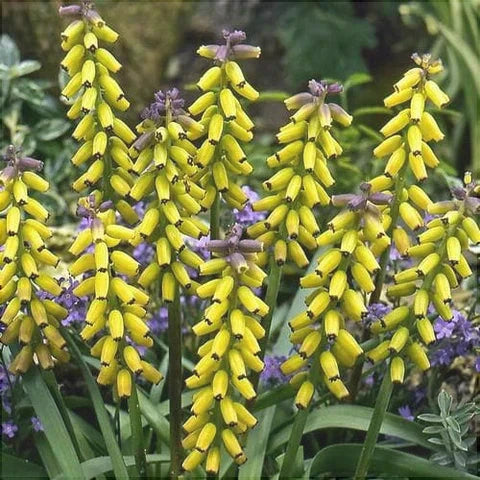 Bulbi de Muscari "Golden Fragrance", 5 Bucati