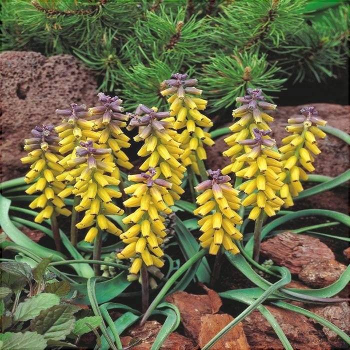 Bulbi-de-Muscari-Golden-Fragrance-5-Bucati-9 - Pepiniera României