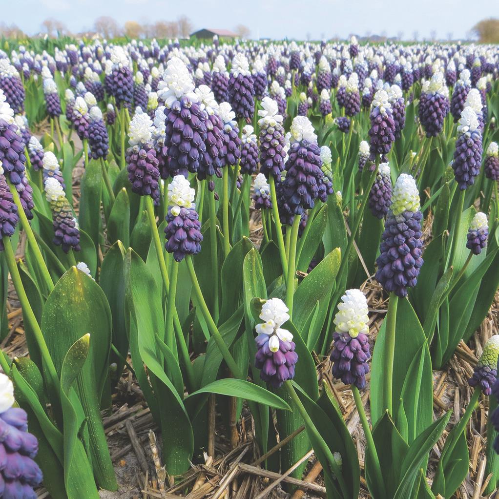 Bulbi de Muscari "Grape Ice", 5 Bucăți