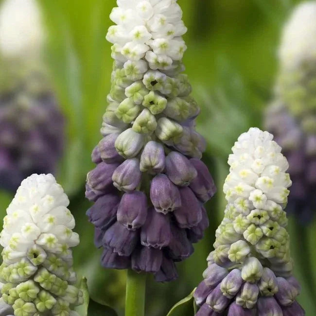 Bulbi de Muscari "Grape Ice", 5 Bucati