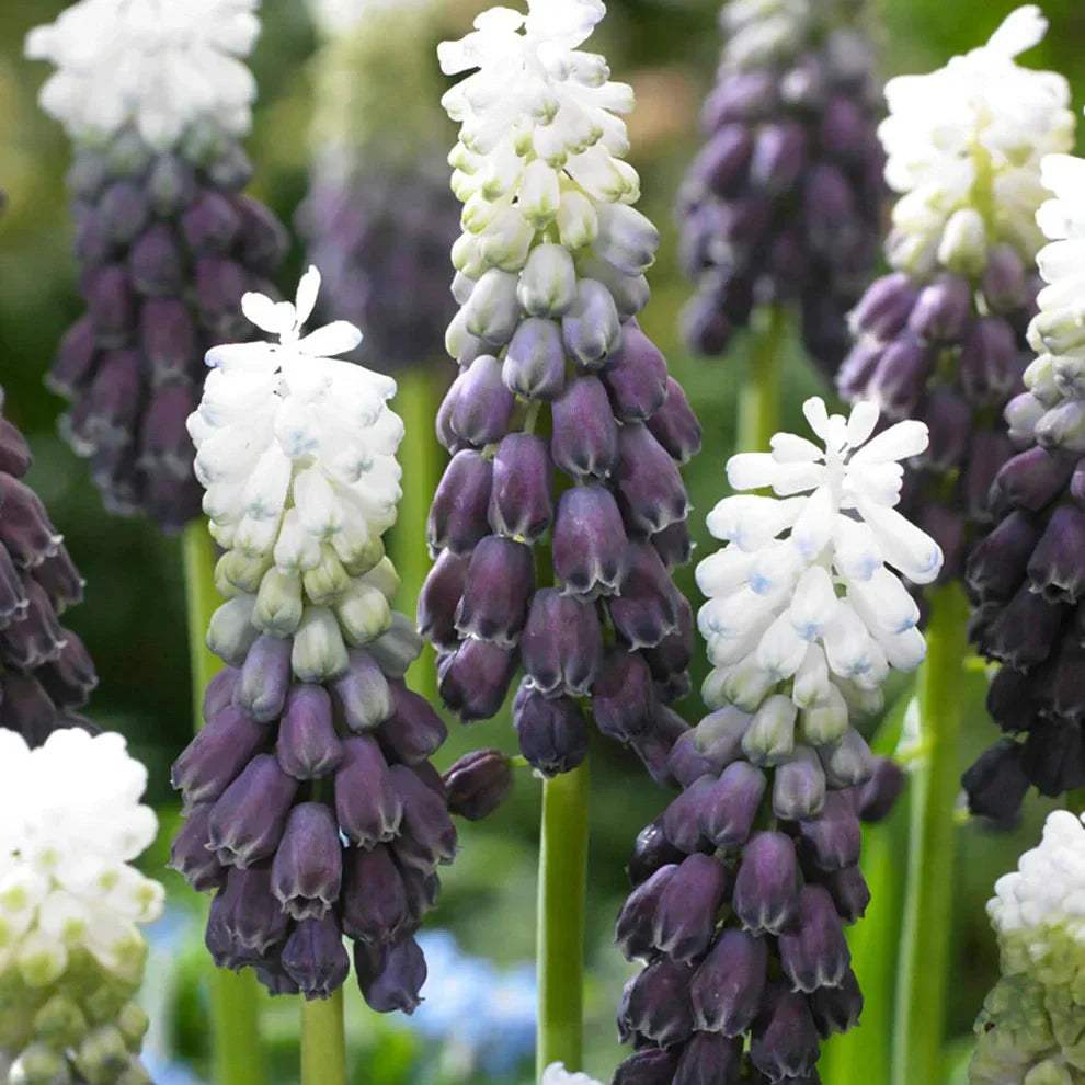 Bulbi-de-Muscari-Grape-Ice-5-Bucati-9 - Pepiniera României