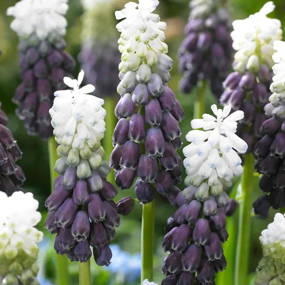 Bulbi de Muscari "Grape Ice", 5 Bucăți