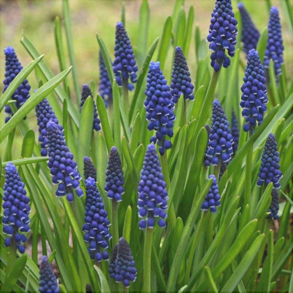 Bulbi-de-Muscari-Joyce-Spirit-5-Bucati-4 - Pepiniera României