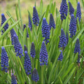 Bulbi-de-Muscari-Joyce-Spirit-5-Bucati-4 - Pepiniera României