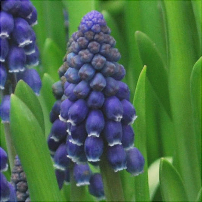 Bulbi de Muscari "Joyce Spirit", 5 Bucati