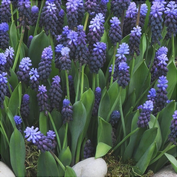 Bulbi de Muscari "Latifolium", 5 Bucati
