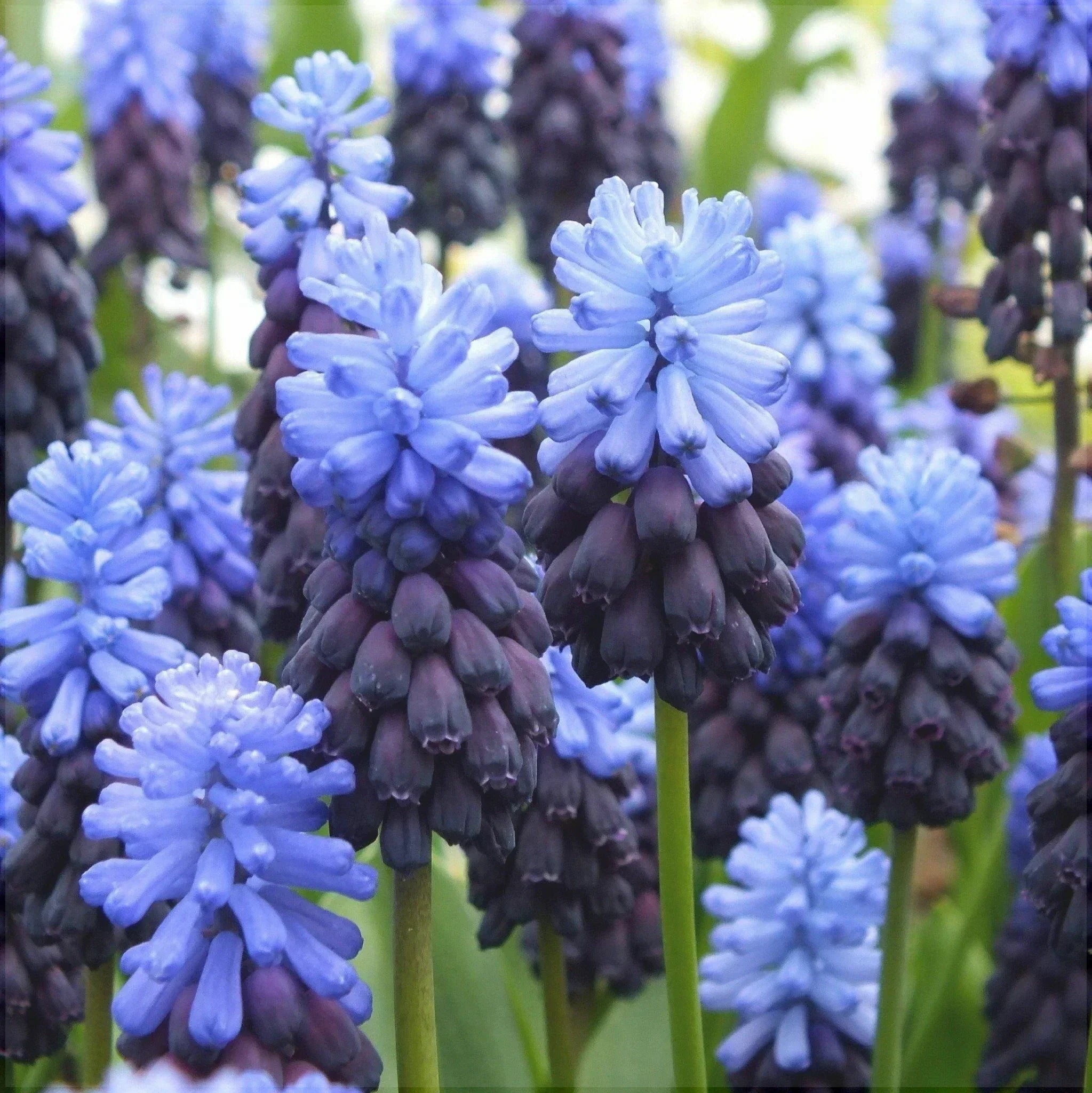 Bulbi de Muscari "Latifolium", 5 Bucati