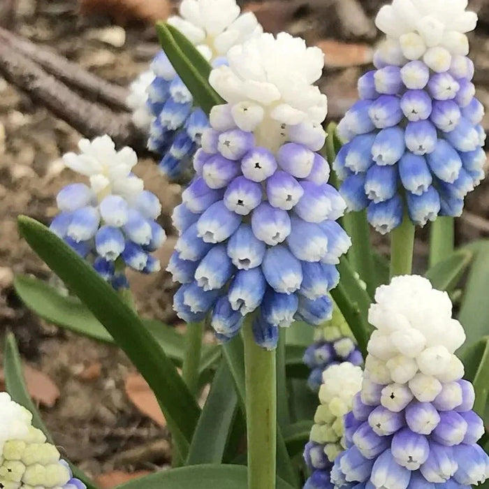 Bulbi de Muscari "Mountain Lady", 5 Bucati