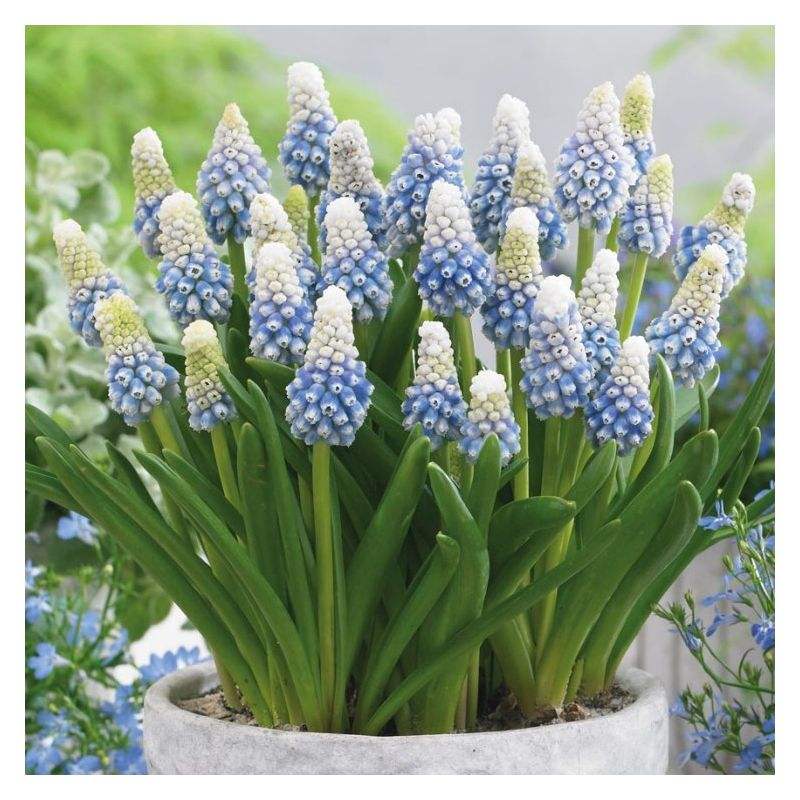 Bulbi-de-Muscari-Mountain-Lady-5-Bucati-5 - Pepiniera României