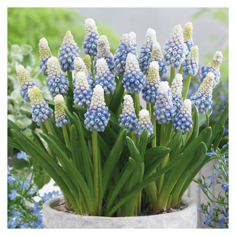 Bulbi de Muscari "Mountain Lady", 5 Bucăți