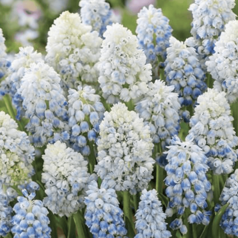 Bulbi-de-Muscari-Mountain-Lady-5-Bucati-5 - Pepiniera României