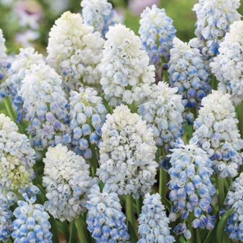Bulbi de Muscari "Mountain Lady", 5 Bucăți