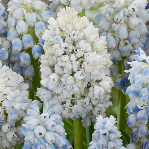Bulbi de Muscari "Nature's Beauty", 5 Bucati