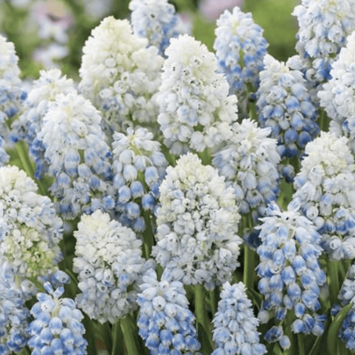 Bulbi de Muscari "Nature's Beauty", 5 Bucati