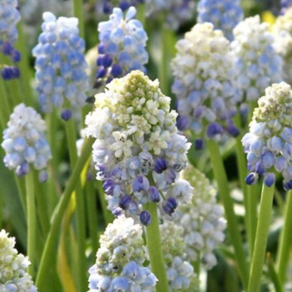 Bulbi-de-Muscari-Nature-s-Beauty-5-Bucati-2 - Pepiniera României