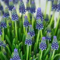 Bulbi de Muscari "Night Eyes", 5 Bucati