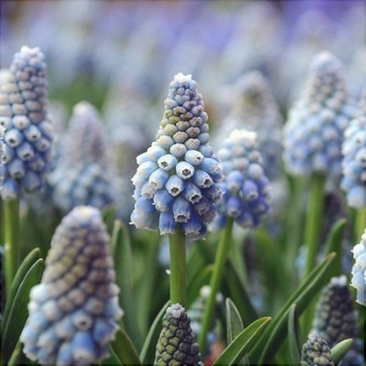 Bulbi de Muscari "Ocean Magic", 5 Bucati