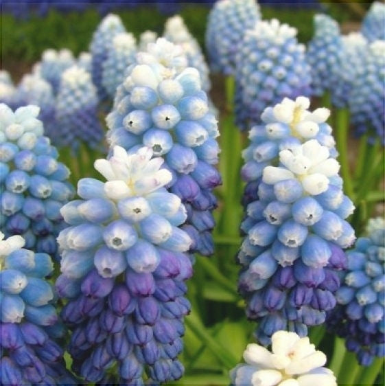 Bulbi de Muscari "Ocean Magic", 5 Bucati