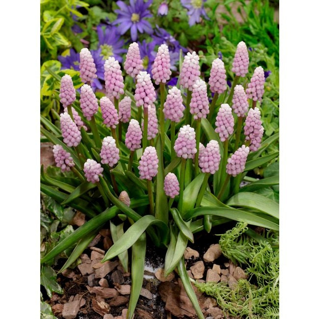 Bulbi de Muscari "Pink Sunrise", 5 Bucati