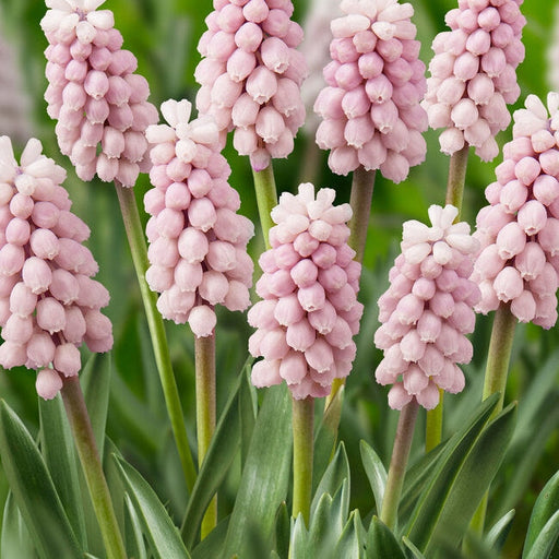 Bulbi de Muscari "Pink Sunrise", 5 Bucati