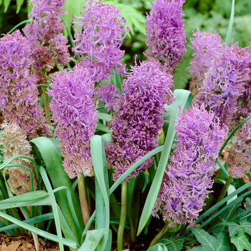 Bulbi de Muscari "Plumosun", 5 Bucati