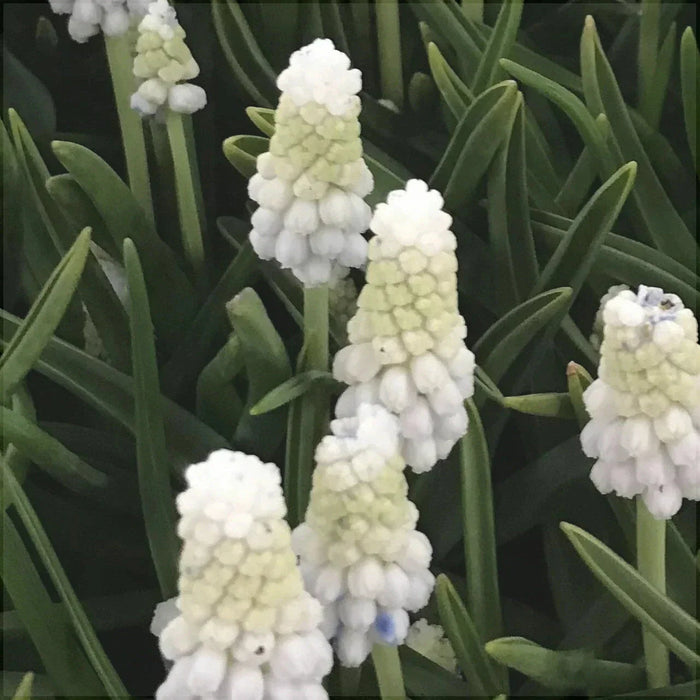 Bulbi de Muscari "Siberian Tiger", 5 Bucati