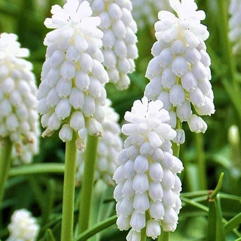 Bulbi de Muscari "White Pearl", 5 Bucati