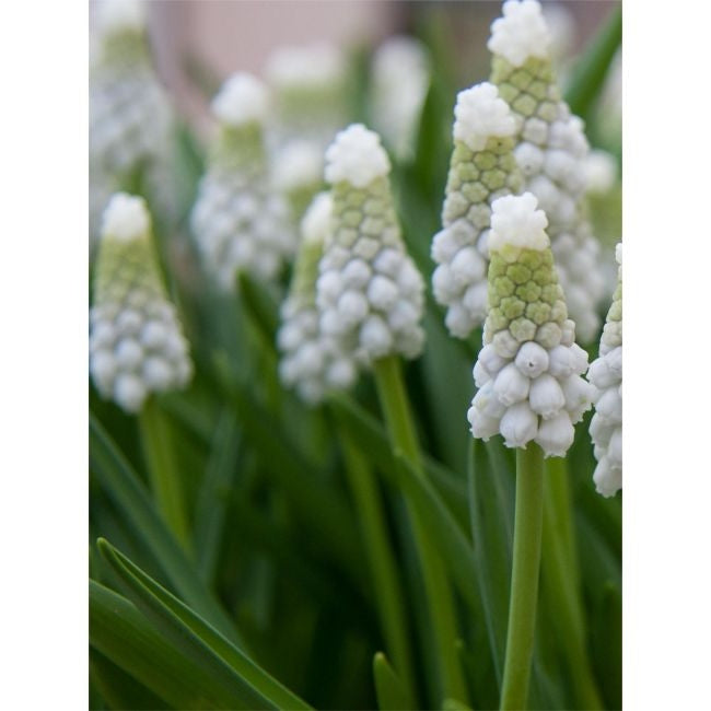 Bulbi de Muscari "White Pearl", 5 Bucati