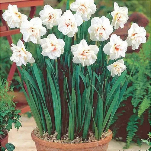 Bulbi de Narcise "Acropolis", 2 Bucati