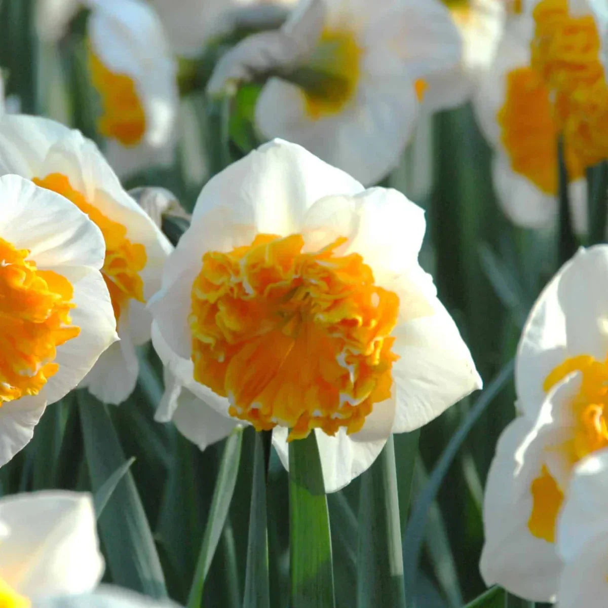 Bulbi de Narcise "Amadeus Mozart", 2 Bucati