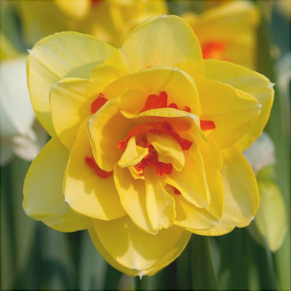 Bulbi de Narcise "Berlin", 2 Bucati