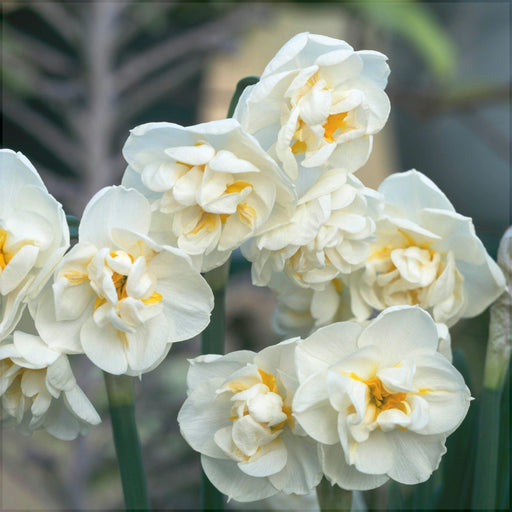 Bulbi de Narcise "Bridal Crown", 2 Bucati
