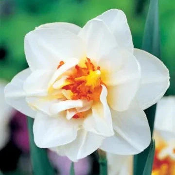 Bulbi de Narcise "Flower Drift", 2 Bucati