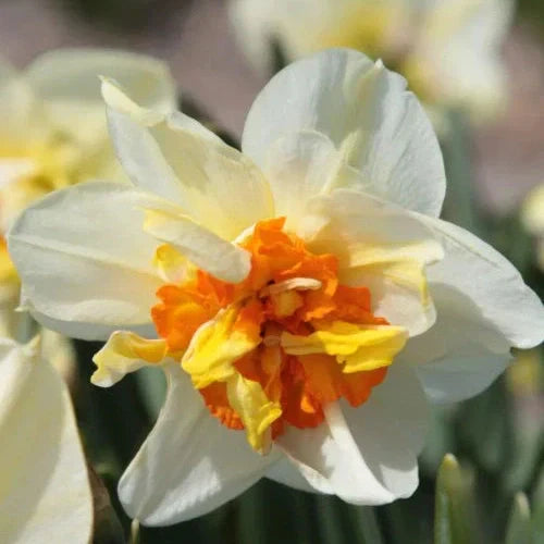 Bulbi de Narcise "Flower Drift", 2 Bucati