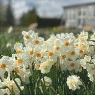 Цветущие нарциссы Geranium с белыми лепестками и оранжевыми серединками в саду