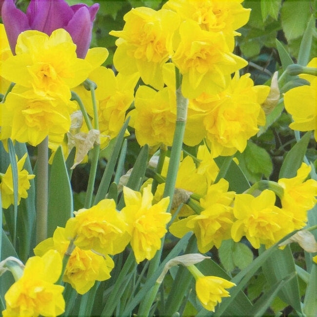 Bulbi de Narcise "Golden Delicious", 2 Bucati