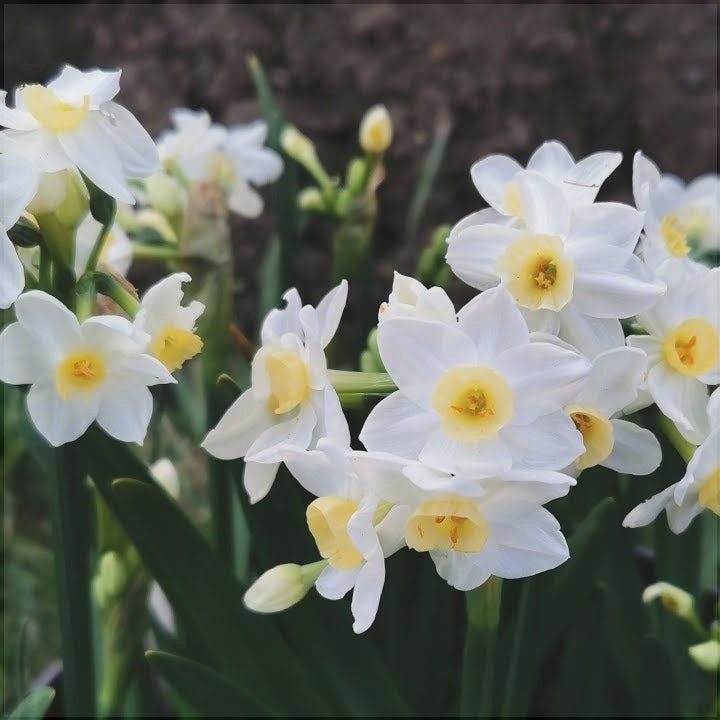 Bulbi de Narcise "Grand Primo Citroniere", 2 Bucati